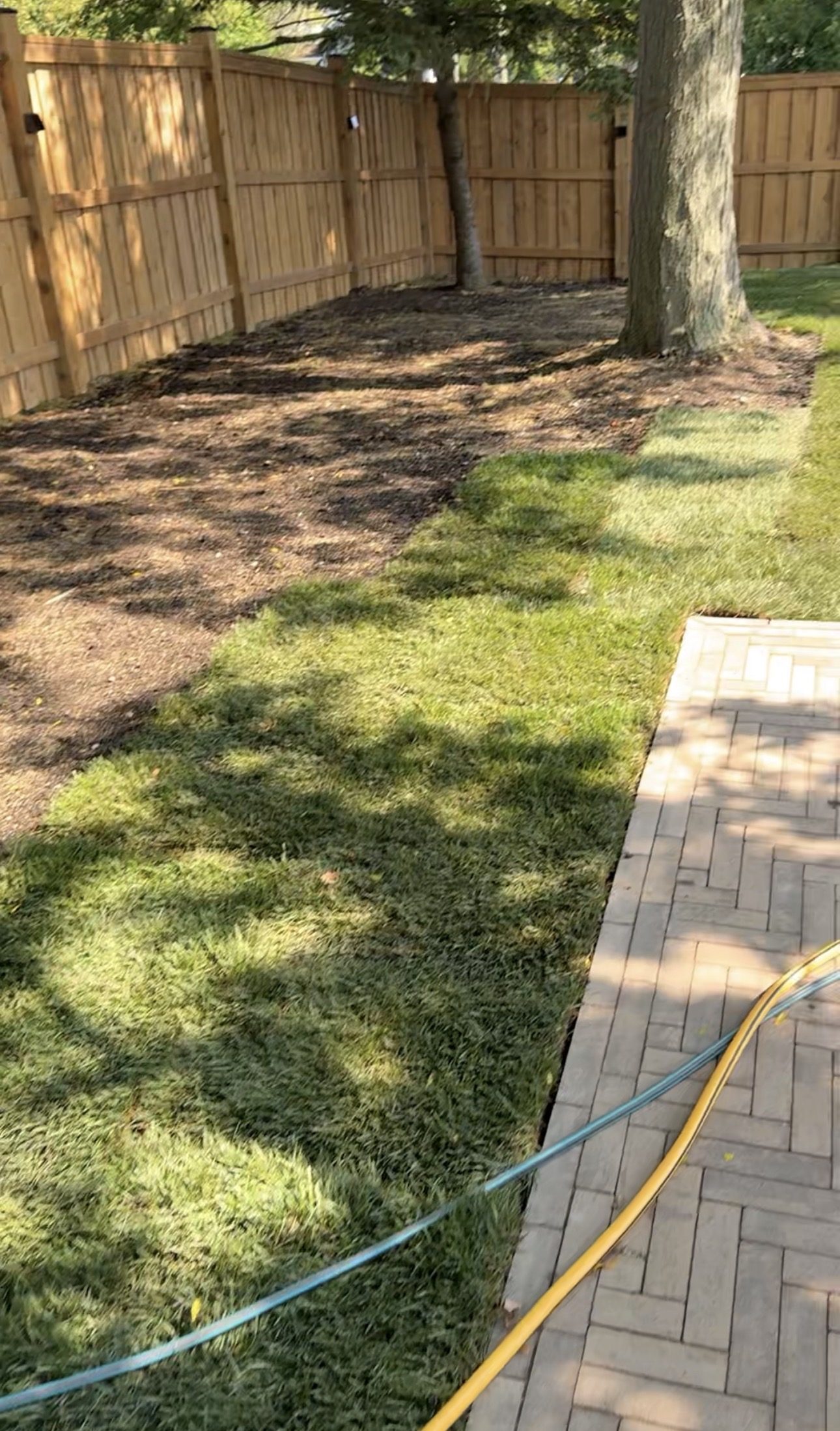 New sod lawn